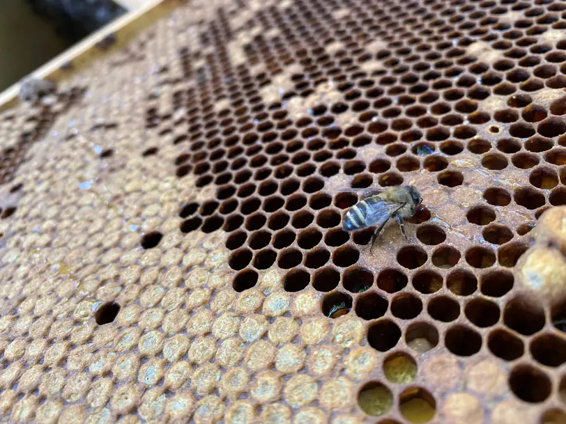 Imkerei Grünheide - Honig aus Brandenburg in Grünheide